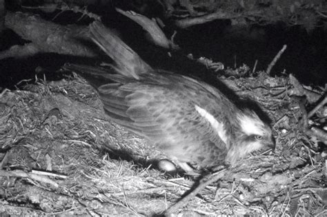 Britains Oldest Breeding Osprey Lady Of The Loch Breaks Record By Laying 69th Egg At Perthshire