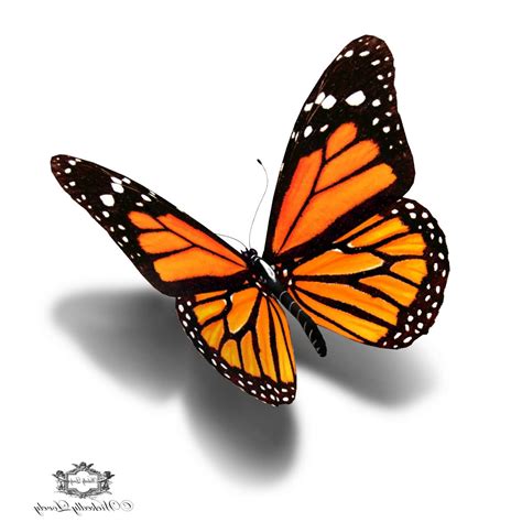 3d Butterfly Drawing At Getdrawings Free Download