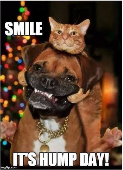 Smile Its Hump Day Funny Animal Pictures Cute Cats