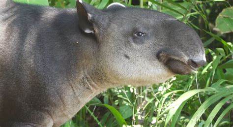 14 Most Common Animals In Panama Biodiversity Spotlight
