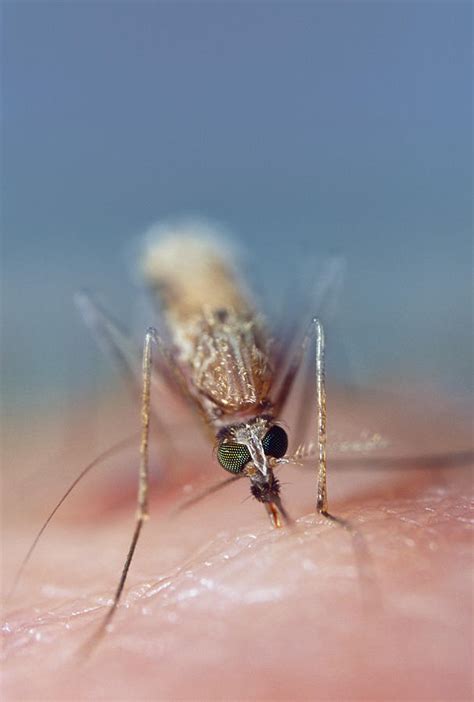 Feeding Mosquito Photograph By Sinclair Stammers Pixels