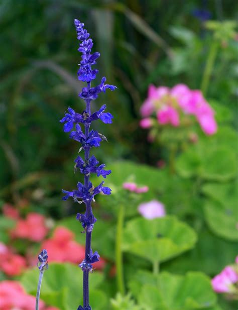 Tall Vivid Blue Flowers Tall Vivid Blue Flowers To View Flickr