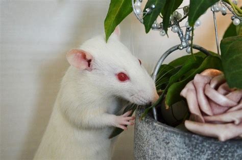 Albino Rats: 18 Amazing Facts About These White Rats | Pet Keen