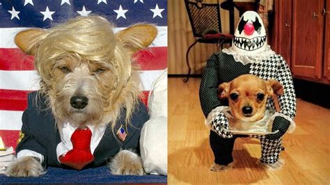 The Best Halloween Costumes For Dogs Youtube