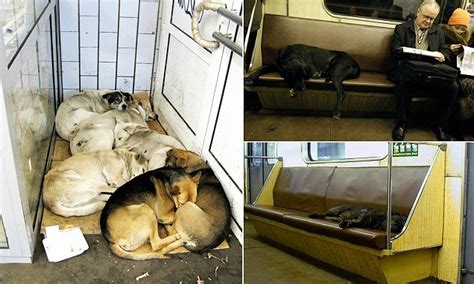 How Moscows Metro Dogs Have Learned To Navigate The Citys Subways