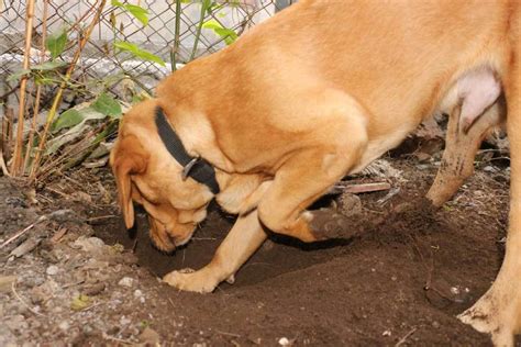 Why Do Puppies Dig Holes