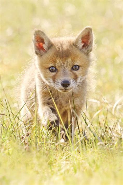 Baby Fox Sweetie By Joke Hulst Pet Fox Cute Animals