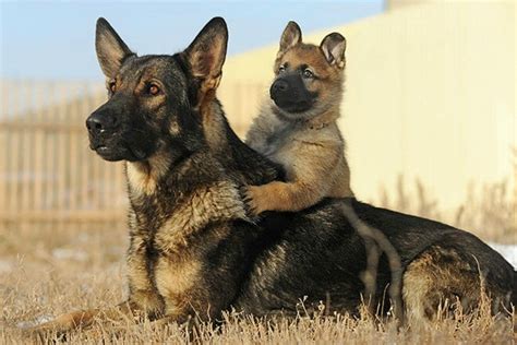 Do German Shepherd Puppies Change Colors German Shepherd Country