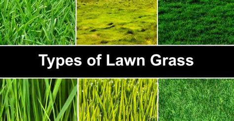 Types Of Grass Names