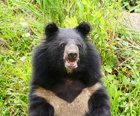50 Tibetan Black Bear Stock Photos Pictures And Royalty Free Images
