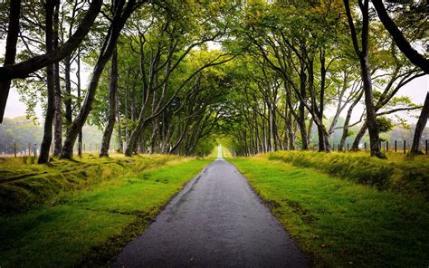 아름다운 나무 도로 스코틀랜드 자연의 Hd 월페이퍼시사
