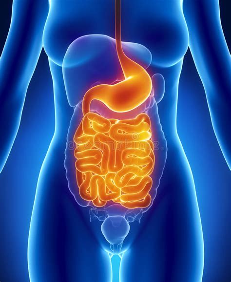 Female GUTS And STOMACH Anatomy Anterior Stock Illustration