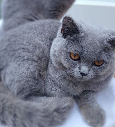 British Shorthair Kittens For Sale Pets4homes Pretty Cats British