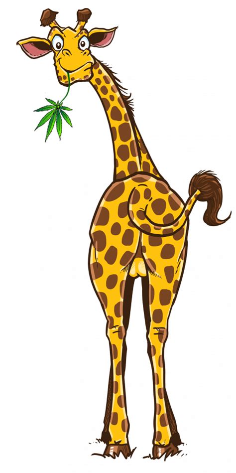 About Us Giraffe Nuts Best Cbd And Thc Products