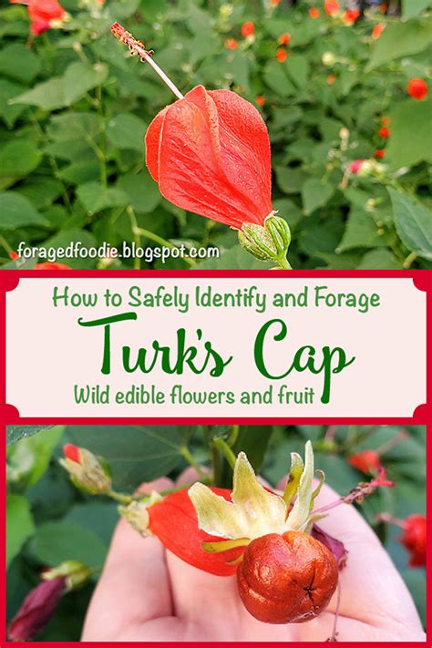 The Foraged Foodie Foraging Identifying And Eating Turks Cap Flowers