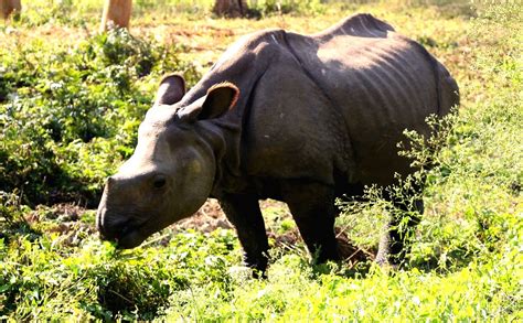 Rhino Census Begins In Nepal