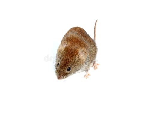 Little Brown Mouse Isolated On White Stock Photo Image Of Mouse Vole