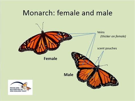 a few facts about butterflies moths and butterflies of new zealand trust