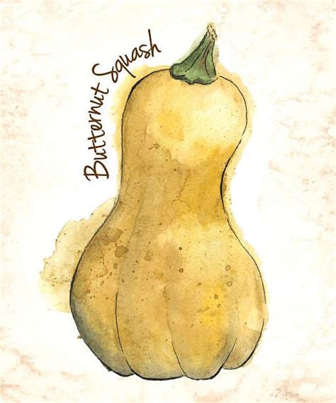 Butternut Squash Painted In Watercolor Veggie Art Watercolor And Ink