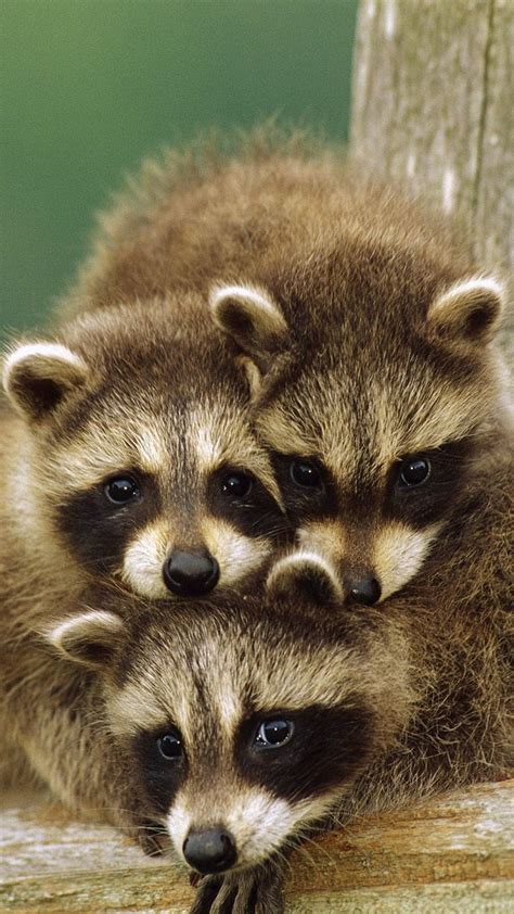 Beautiful Baby Raccoons Cute Animals Animals Wild Baby Animals