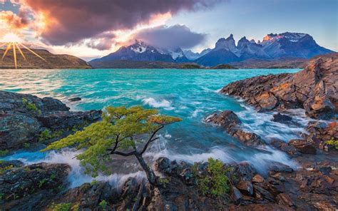 Cuernos Del Paine Patagonie Chili Lac De Pehoe Montagne Arbre