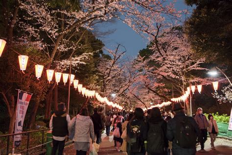 Ueno Park Tokyo Is One Of The Best 3 Yozakura Night Sakura Viewing