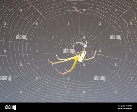 Spider Web In Australia High Resolution Stock Photography And Images