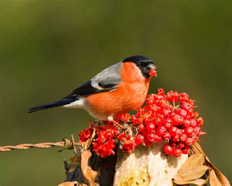 Bfb S Outdoor Ramblings Pikelow Farm Bird Photography