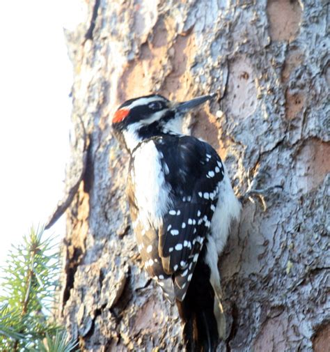 Hairy Woodpecker Picoides Villosus In Valdez Alaska Information
