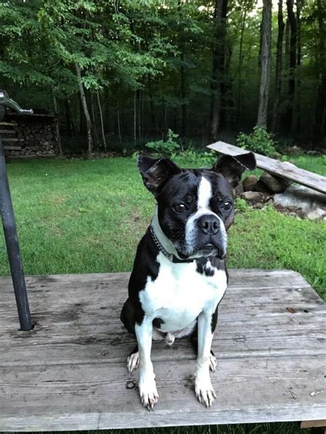 We are a pet loving group of people working to find furever homes for furry friends. Adopt Hershey on | Please Rescue Me! | Boston terrier ...