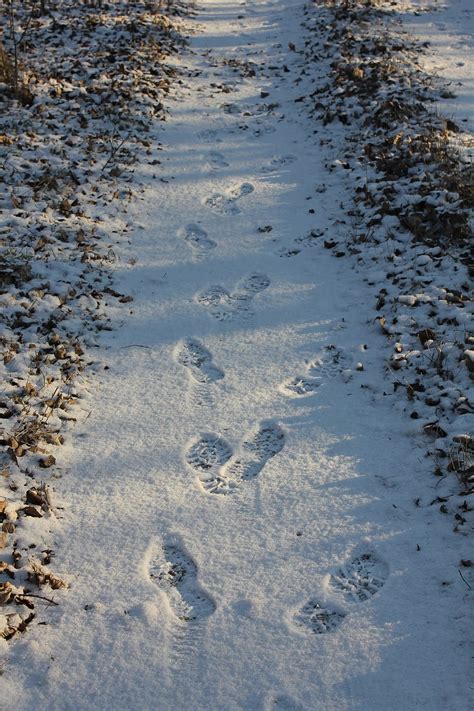 Tracks Path Forest Print Shoe Footprint Footprint Winter Snow