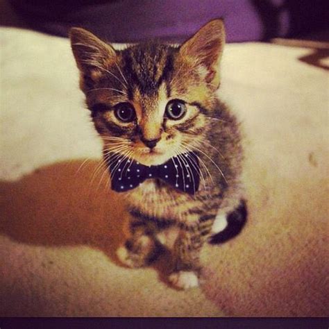 Kitten Wearing Bow Tie Funny Animal Quotes Kittens