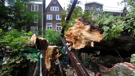 New Shoot Growing From Toppled Anne Frank Tree Could Save It Fox News