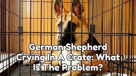 German Shepherd Crying In A Crate What Is The Problem All About