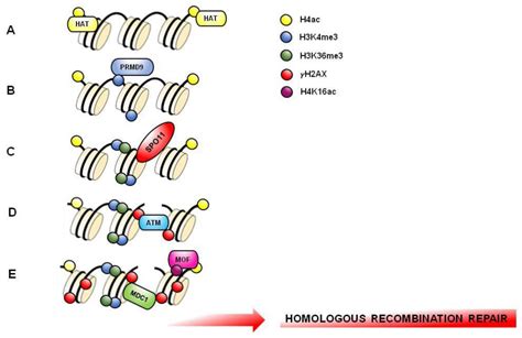 Post translational modifications are one of the most important factors to be considered when choosing an expression system. JCM | Free Full-Text | Histone Post-Translational ...