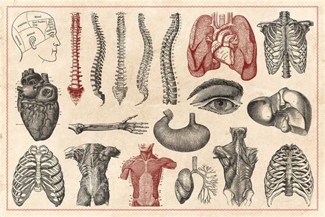 Vintage Anatomy Vectors Human Anatomy Art Anatomy Art Graphic Illustration