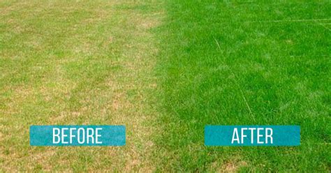 How To Prevent Grass From Turning Brown