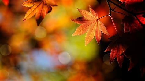 Wallpaper Autumn Leaves Nature 1920x1080 Full Hd Picture Image