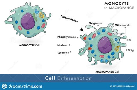 Monocyte Cell To Macrophage Cell Differentiation Stock Vector