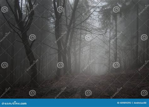 Fantasy Fairytale Forest With Fog In Autumn Stock Image Image Of
