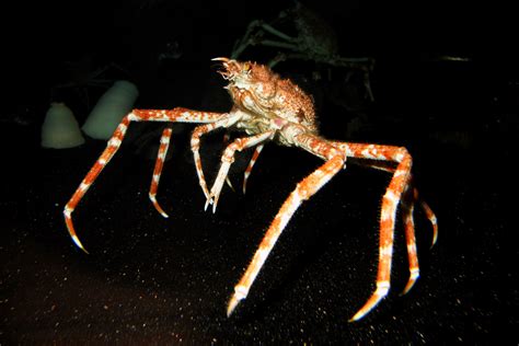 Giant spider crab | my blog