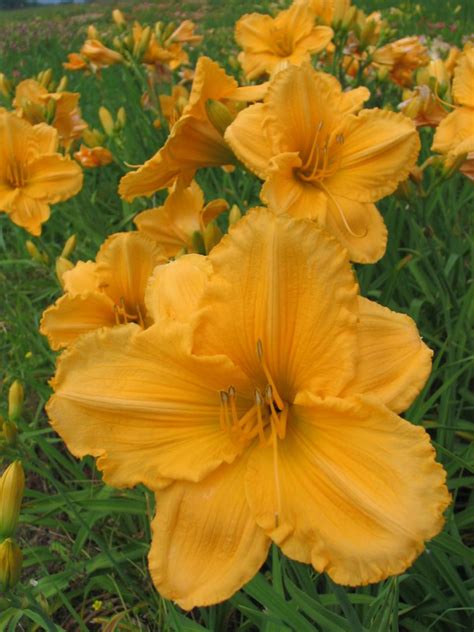 We are america's largest grower and online retailer of high quality daylilies, iris, peonies and other premium perennials. Daylily Varieties | Daylily Photos | HGTV