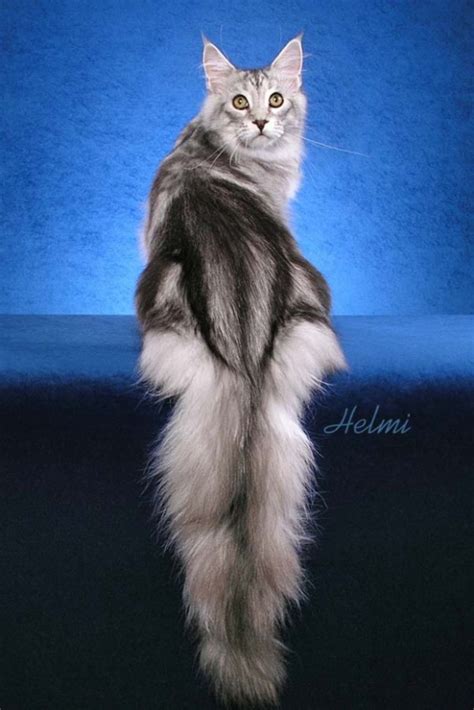 Navigate to the first search result item. MaineCoon2 - MaineCoon.org
