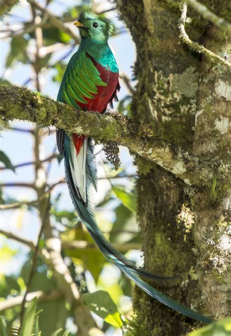 Resplendent Quetzal Colorful Birds Bird Watching Bird Song Birding