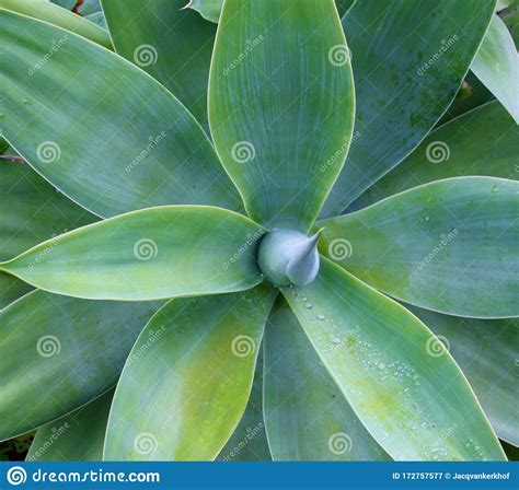 closeup-green-agave-plant-leaves-stock-image-image-of-closeup,-detail-172757577