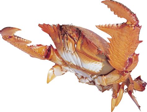 Crab Png Images Transparent Free Download Pngmart