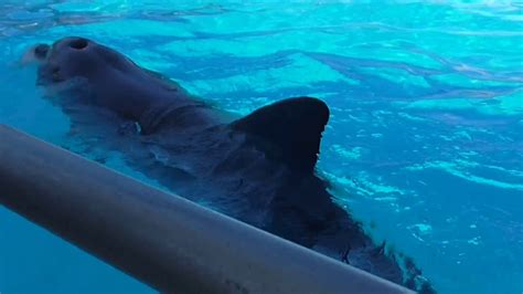 Dolphin Marine Magic Coffs Harbour Nsw Bucky And Zippy 2017 Youtube