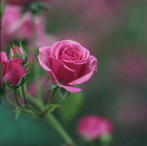 Beautiful Rose Flowers Love Rose Colorful Flowers Pink Roses Pink