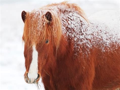 Can Horses Suffer From Frostbite The Horse