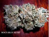 Blue Moon Marijuana